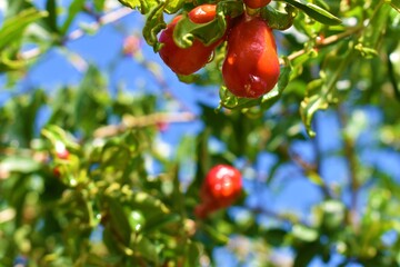 pomegranate flowers and green leaves in nature with water drops