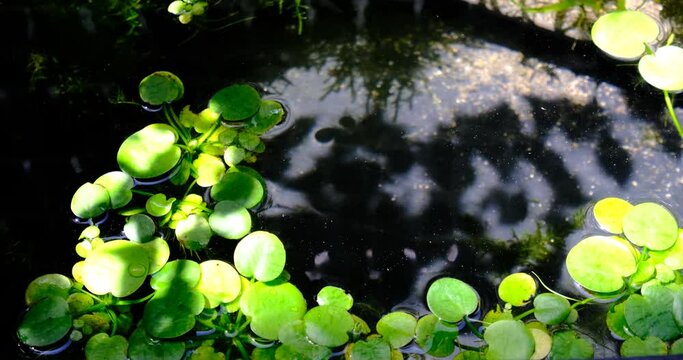 アマゾンフロッグピットが浮くビオトープ