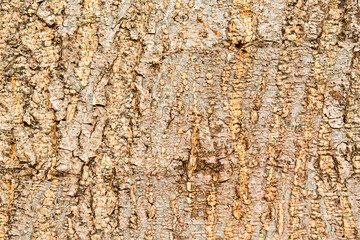 The skin of the bark