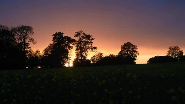 Flowering canola field at sunset