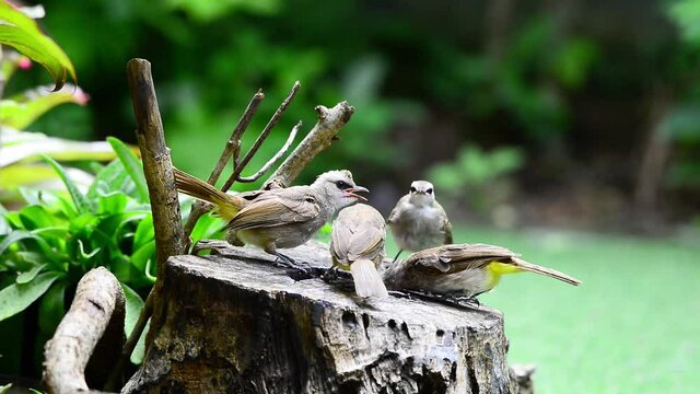 Yellow vented bulbul bird new family,hd video.Three hungry juvenile bulbul birds huddle together calling their mother for feeding banana.