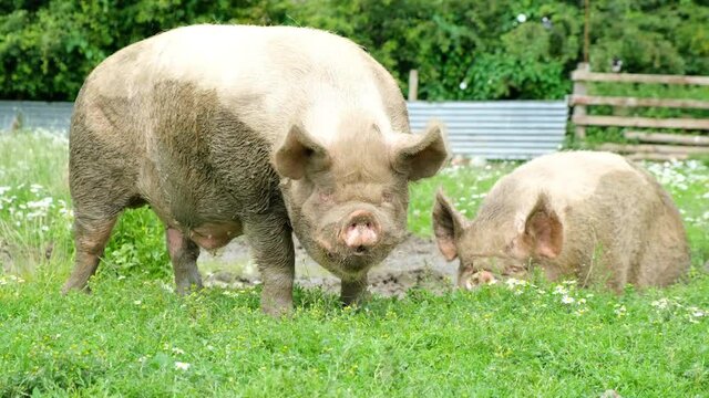Pigs sniffing soil farming agriculture concept. Pig on an old farm . Adult piglets run in a pen on an old lifestyle farm. Pig sniff the ground. Domestic pig