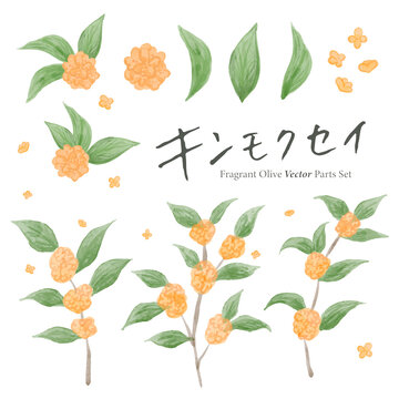 780 Best 金木犀 Images Stock Photos Vectors Adobe Stock