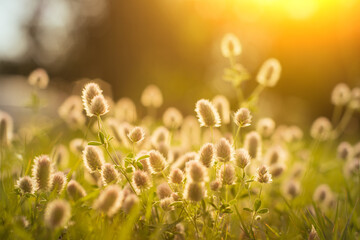 Field of wild, white dandelions in summer. - 446170349