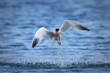 Caspian tern (Hydroprogne caspia)