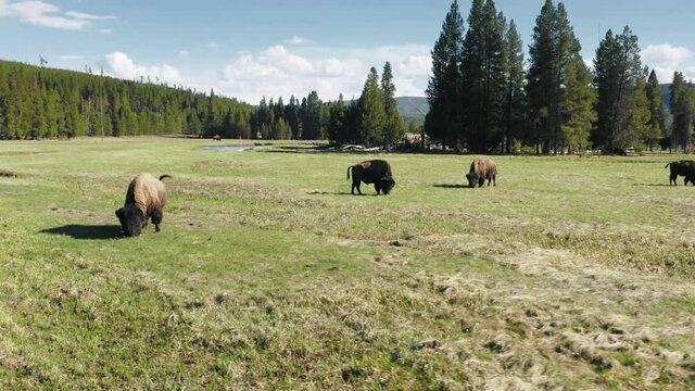 Yellowstone National park, Wyoming USA with bison herd on green meadow pasture