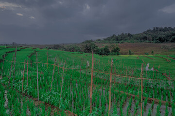 grass field