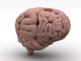 Human Brain isolated, 3d rendering
