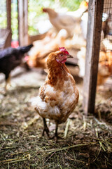Chickens on the farm. Toned, style, color photo.