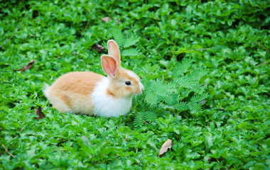 Fototapeta premium Rabbit. Little Easter Bunny. Green grass on a summer day.