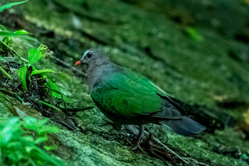 bird butterfly resting on ground.
Rufous-chested Flycatcher.Common Emerald Dove.