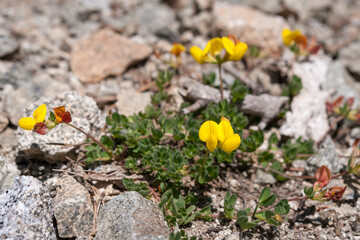 Fleurs des pyrennées en peline floraison pendant l'ete