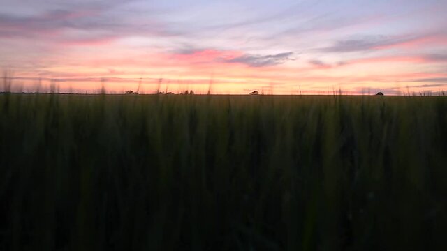 Barley field waving in the wind at sunset