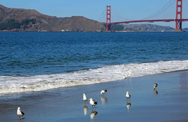 Papier Peint photo Plage de Baker, San Francisco Wild sea gulls on Baker Beach - Golden Gate, San Francisco, California