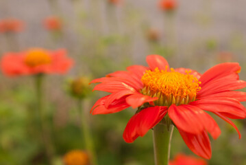 Flowers, orange in a beautiful corner on blurry background after rain in close up.