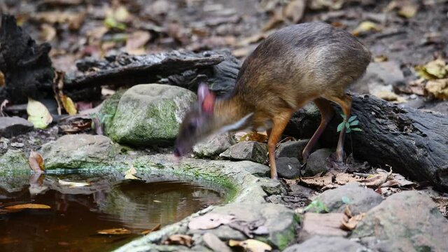 A mouse-deer drnking water from a natural pond