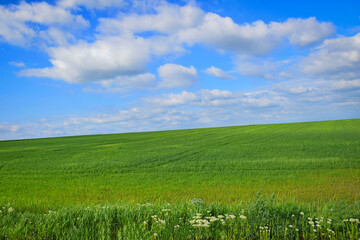 Green grass on an agriculture field