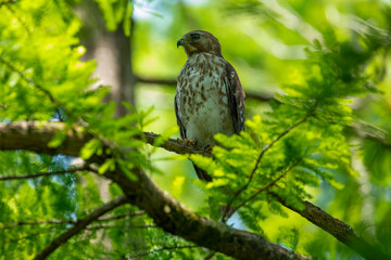 Red Shouldered Hawk on a Branch