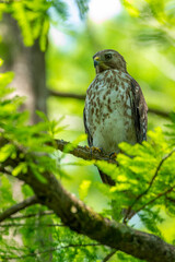 Red Shouldered Hawk on a Branch