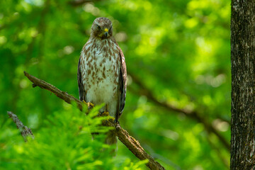 Red Shouldered Hawk on a Branch