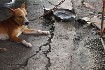 dog on a chain tied in the street