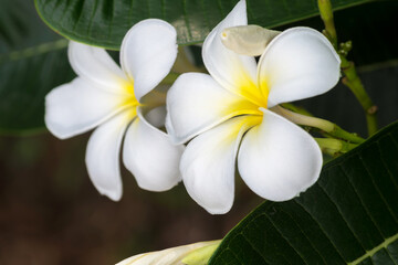 Obraz na płótnie Canvas close-up image of leelawadee flowers