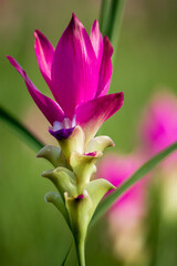 close-up of Siam Tulip flower