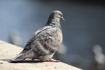 pigeon on a fence