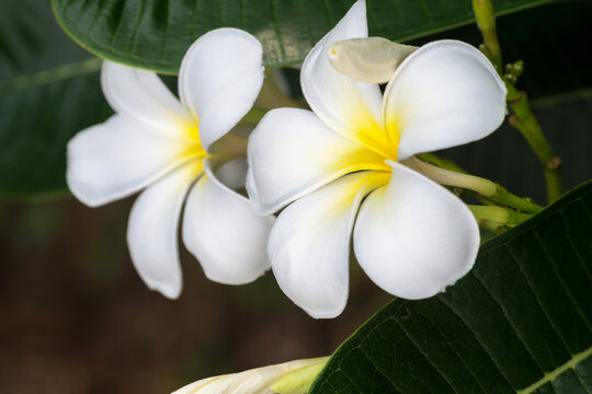 close-up image of leelawadee flowers