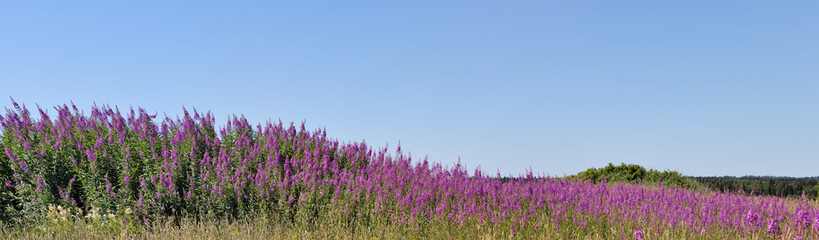 Chamaenerion angustifolium flowers in field under clear sky