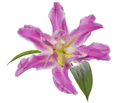 polypetalous lily lilac bloom isolated on white