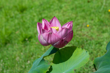 pink lotus flower