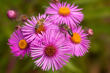 Obraz premium Honeybees visiting a pink aster flower in Newbury, New Hampshire.