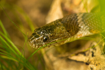 Fototapeta premium Head of a northern water snake in Somers, Connecticut.