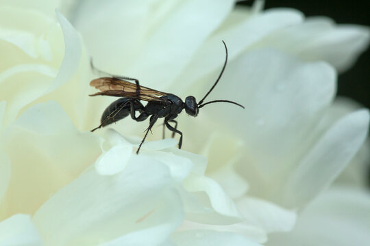 Spider wasp surveying white petals of a peony flower.
