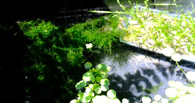 晴れの日の静かなビオトープの風景