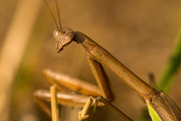 Closeup of praying mantis in the grass in Somers, Connecticut.