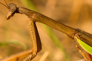 Closeup of praying mantis in the grass in Somers, Connecticut.