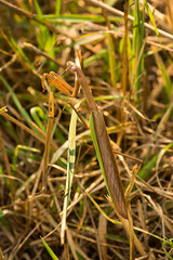 Praying mantis in the grass in Somers, Connecticut.