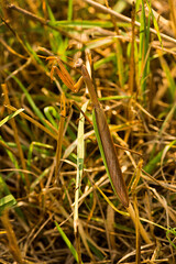 Praying mantis in the grass in Somers, Connecticut.
