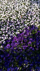 만개한 귀엽고 이쁜 색이 빛나는 팬지의 세계, 조화