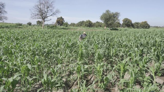 Farmer with horse ploughing corn field