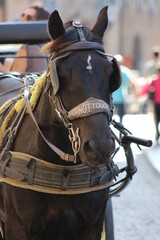 portrait of a horse