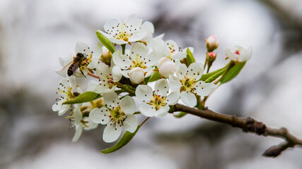 Bee pollinating an Almond blossom