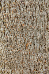 Texture of the trunk of palm tree growing on the coast background