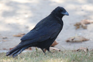 crow on the ground