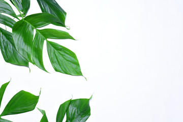 leaves on flat lay background.