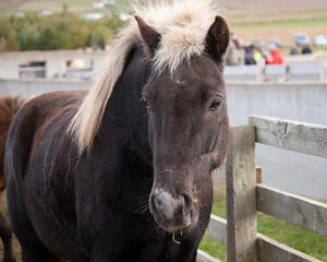Obraz premium Isländer beim Pferdeabtrieb im Herbst in Island fotografiert.