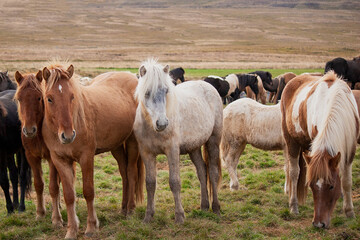 Obraz premium Isländer beim Pferdeabtrieb im Herbst in Island fotografiert.
