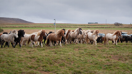 Fototapeta na wymiar Isländer beim Pferdeabtrieb im Herbst in Island fotografiert.